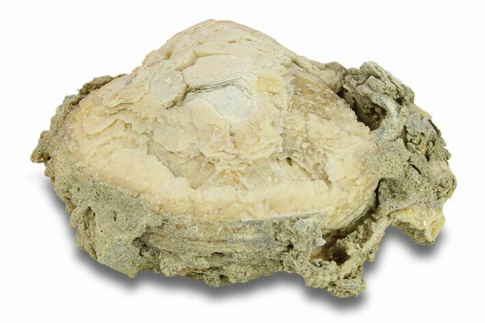 Fossil Clam (Mercenaria) - Rucks' Pit, FL #285859